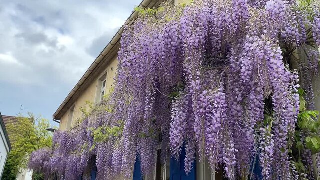 Beautiful blooming wisteria flowers hanging on the facade of a traditional house under a cloudy sky