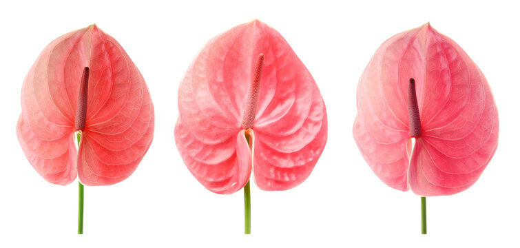 Pink anthurium flowers isolated on white, set