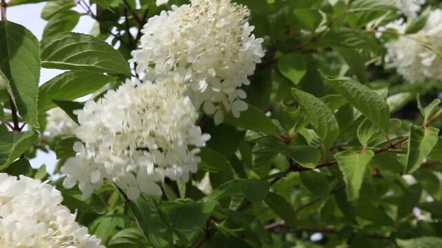Rispen-Hortensie (Hydrangea paniculata) im Wind vor blauem Himmel