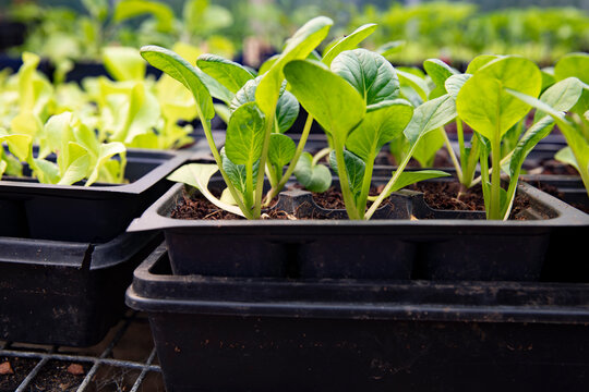 Seedlings growing in greenhous
