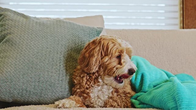A dog sits on a couch surrounded by pillows and a blanket during the afternoon at home. The sunlight filters through the window, creating a cozy scene.