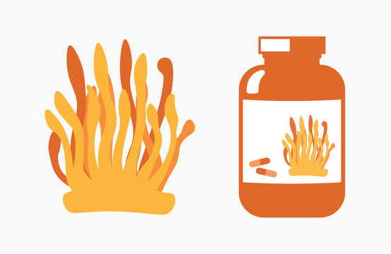 Vector illustration of  Cordyceps militaris sample  alongside a supplement bottle, representing natural medicine, herbal extracts, and health products in a clean, modern design.