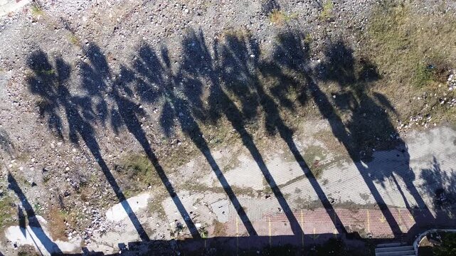 Aerial View of Palm Tree Shadows on Ground in Izmir Turkiye
