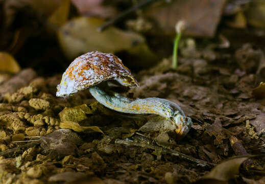 Full Body View &mdash; Bolete Mushroom (Boletellus sp.) Infected by Hypomyces chrysospermus with Guttation Drop, Tropical Rainforest, Borneo, Kalimantan, Indonesia.