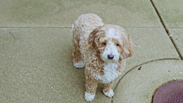 A small dog with curly fur stands on a concrete sidewalk. The dog looks around, showing curiosity. Nearby, there is a manhole cover on the ground.