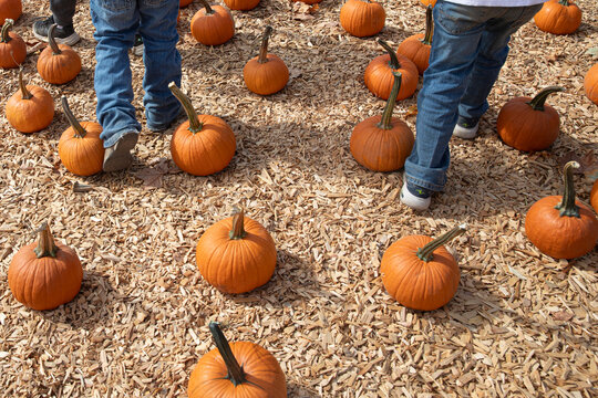 Kids walk through pumpkin patch on sawdust