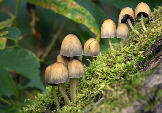 Inkcap Mushroom Cluster Group on Mossy Log Woodland