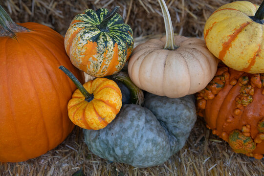 Arrangement of pumpkins on bales of hay
