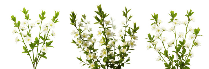 Fototapeta premium Set of Fresh White Flowering Shrub Branches Isolated on White Background, PNG