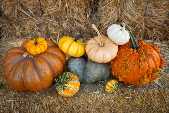 Arrangement of pumpkins on bales of straw