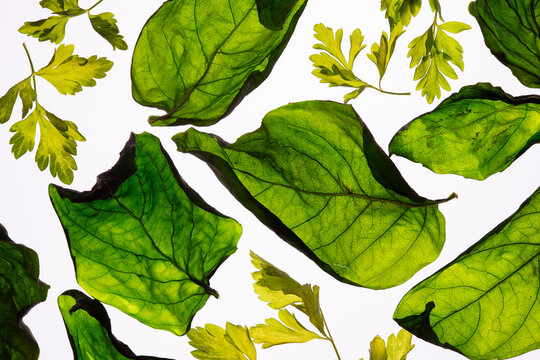 Close up of backlit dried basil and parsley
