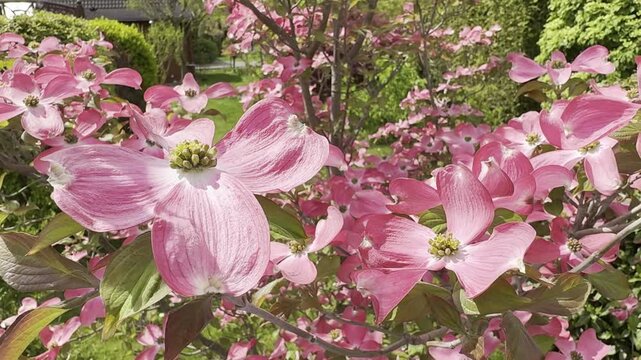 Close-up of pink dogwood flowers blooming on tree branches with fresh green foliage in a spring garden. Soft natural light highlights the delicate petals and creates a gentle seasonal botanical atmosp