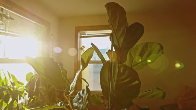 Large green leaves fill the view from the bottom as sunlight streams through windows in a bright room filled with plants in the afternoon.
