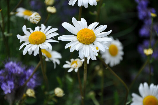 Wei&szlig;e Margeriten in bunter Wildblumenwiese im Sommer