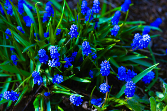 Vibrant blue muscari flowers (grape hyacinth) blooming in the spring garden.