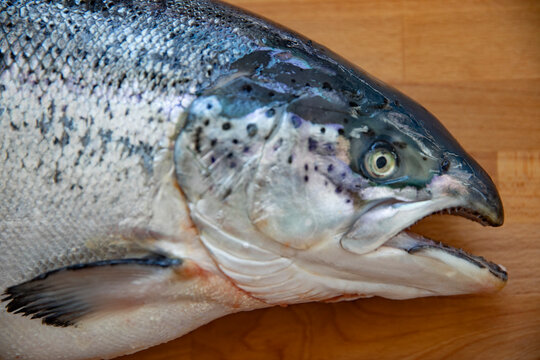 Close up of salmon head