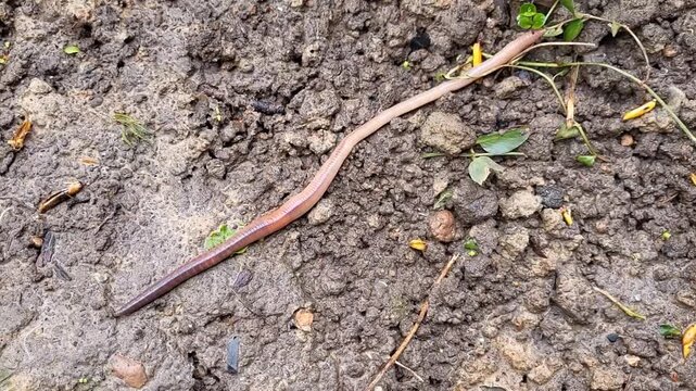 After the rain, the worm slowly crawls along the wet soil