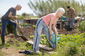 Elderly female farmer uses watering can to gently water green vegetables and plants on agricultural field © JackF