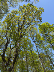 Obraz premium Fresh green forest canopy with tall trees under blue sky