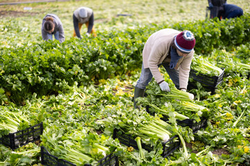 Male farmer woman harvests organic celery at farm plantation © JackF