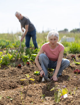 Mature woman planting seeds on beds at farm