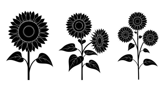 Sunflower Silhouettes: Single Flower and Group Isolated on White Background