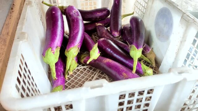 Fresh long purple Eggplant or Aubergine (Solanum melongena) in a white plastic basket at a traditional market, organic healthy vegetables for cooking ingredients
