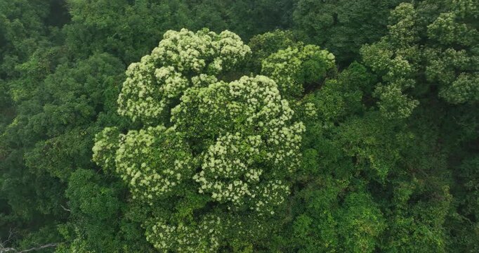 Castanopsis fissa flowering in the spring mountain