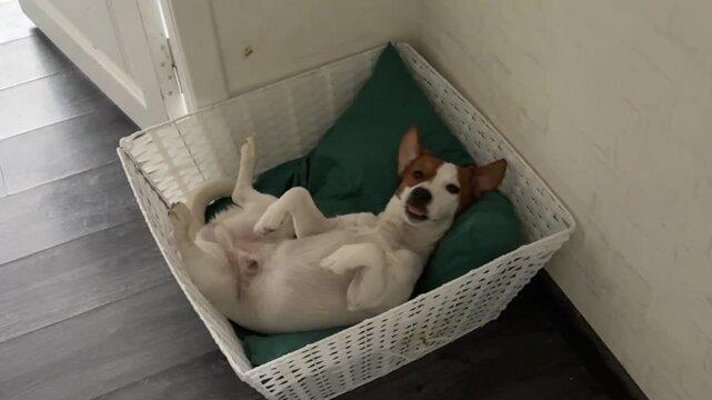 A half-asleep Jack Russell Terrier dog lying on a bed mat is napping in its crib. The cute little dog is resting