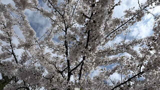 blooming cherry tree in spring. Tree with white flowers on the sly background.