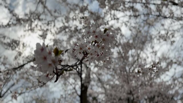 blooming cherry tree in spring. White flowers on the sly background. Tree with white flowers 