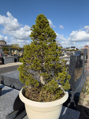 Obraz premium Potted evergreen conifer tree on cemetery grave under blue sky