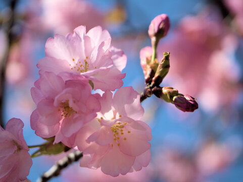 里桜 里桜」