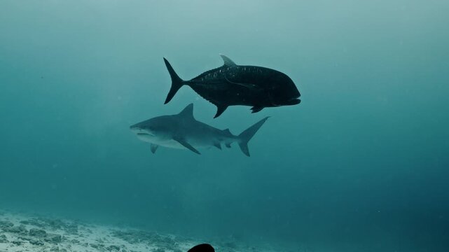 Amazing closeup tiger sharks with sharp teeth swimming underwater on coral reef ocean of Borneo. Shark diving tourism. Divers feed school of sharks. Marine wild dangerous underwater predators of Bali