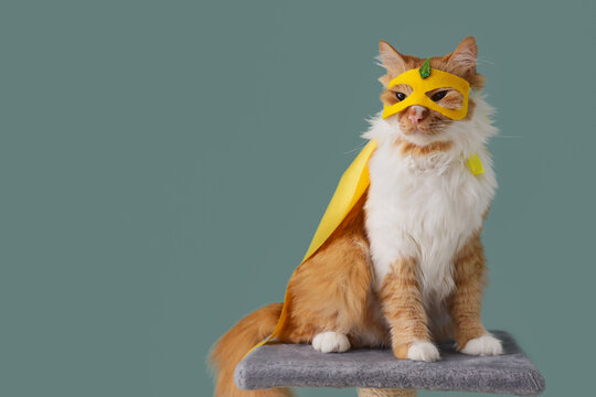 Cute cat in superhero costume on color background