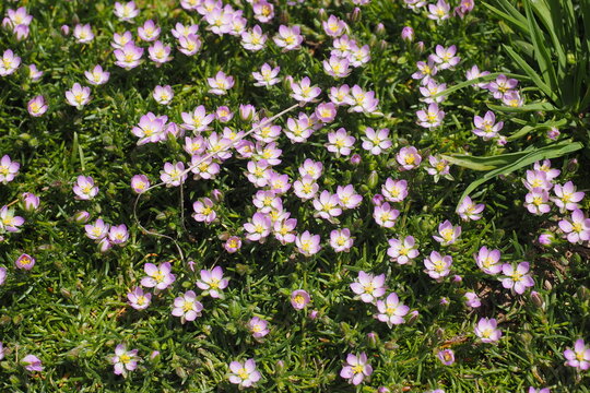 Small pink flowers forming natural floral background