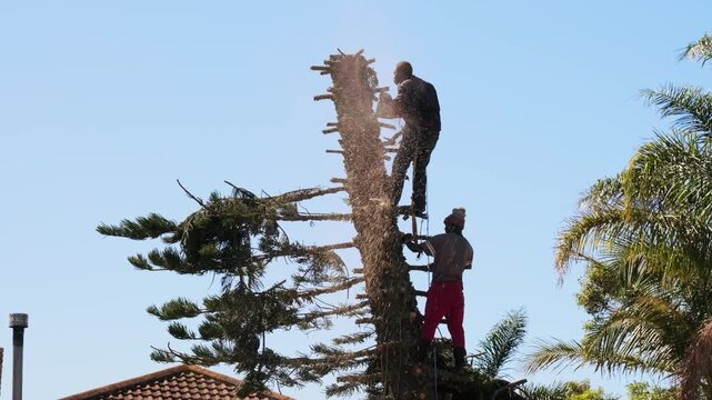 Two workers trimming tall tree with chainsaw at height, arborists performing professional maintenance service with safety equipment in outdoor environment