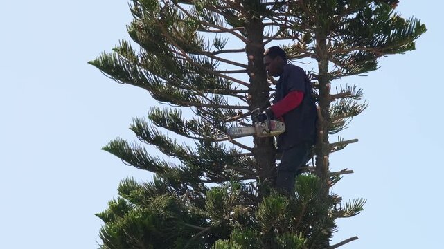Arborist cutting tree trunk with chainsaw creating wood chips, professional forestry maintenance scene showing power tools, safety work and outdoor labor in natural setting