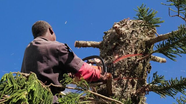 Worker using chainsaw to cut tree trunk close-up, professional arborist performing maintenance work with power tools and safety gear in outdoor environment