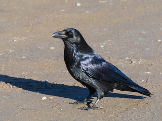 Naklejka premium A Common Raven in Alaska