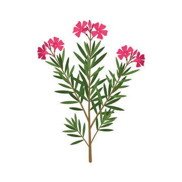 Beautiful blooming oleander branch with pink flowers and green leaves. Vector Icon. EPS Editable