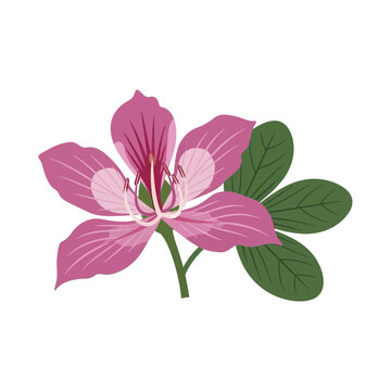 Beautiful hand drawn illustration of a vibrant pink Bauhinia flower. Vector Icon. EPS Editable