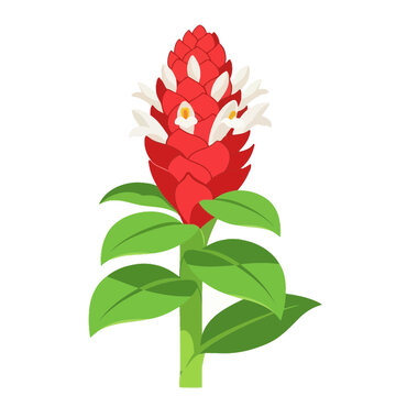 Illustration of a vibrant red Shrimp Plant with green leaves. Vector Icon. EPS Editable