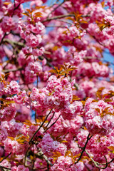 Fototapeta premium Cherry blossoms bloom in a park during spring season, showcasing bright pink flowers against a clear blue sky