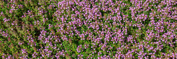 Obraz premium Vibrant field of small purple flowers blooming in the sun during springtime