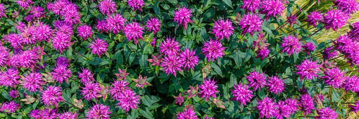 Vibrant purple flowers bloom in a garden on a sunny day, attracting bees and butterflies to enjoy the nectar © Fleuronica
