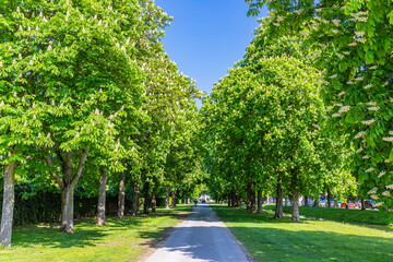 Fototapeta premium Tree-lined path in a park on a sunny day with clear blue sky