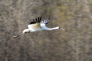 Obraz premium Whooping crane in flight