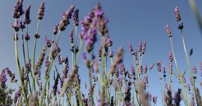 Purple lavender against the sky, single lavender stalks with bright inflorescences stretch upward against the background of a clear blue horizon on a sunny day.