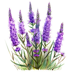 Obraz premium Watercolor Purple Spiked Speedwell Flowers on transparent background